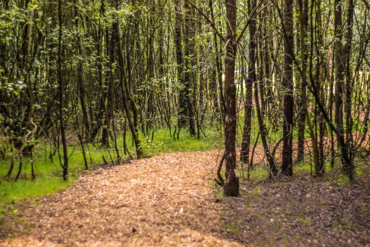 A woodland path through the grounds at Darwin Lake